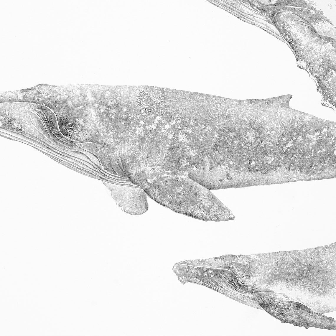 HUMPBACK WHALES 12 x 18 Kunstdruck Wal Skizze Wal | Etsy