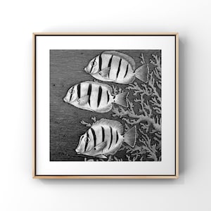 FISH PRINT - panini print - 8x8 Art Print - Nautical print - Fish print - Convict tangs - vintage style fish print