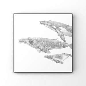 HUMPBACK WHALE PRINT- whale art print - Humpback Whale print - black and white print - home decor - nautical art - ocean print - pencil