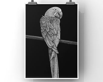 MACAW PRINT - 8x10 Art Print - bird print - wildlife art - black and white print - bird art - gifts for bird lovers