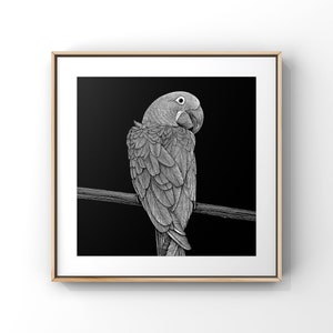 MACAW PRINT - 8x8 Art Print - Macaw  art print - Bird print - black and white bird print - wildlife art - nature art