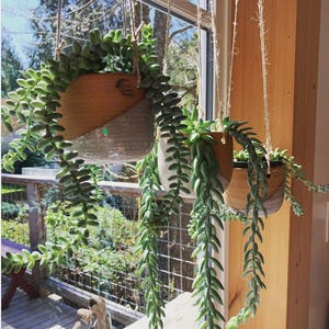 Handmade Hanging Planter: Stoneware Pottery with Hemp Twine