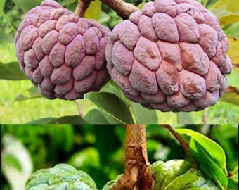 Heirloom Rare Purple/Common Green/Mix Sugar Apple Seeds (Custard Apple/Annona squamosa) Tropical Fruit, Fresh & Organic, Sweet, Juicy, Tasty