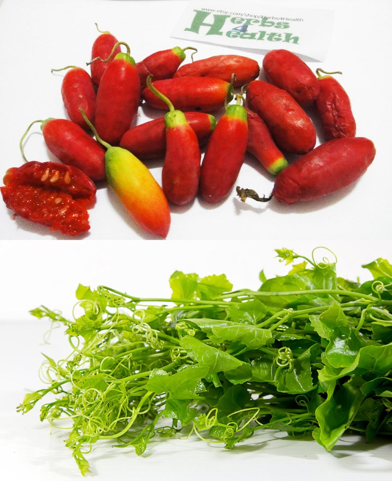10500 Fresh Heirloom Ivy Gourd Seeds 2 in 1 VeggieHerb Etsy