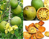 Fresh Organic Bael Seeds/Aegle marmelos/Bilva/Bengal quince/Stone Apple, Very Medicinal, Easy to Grow