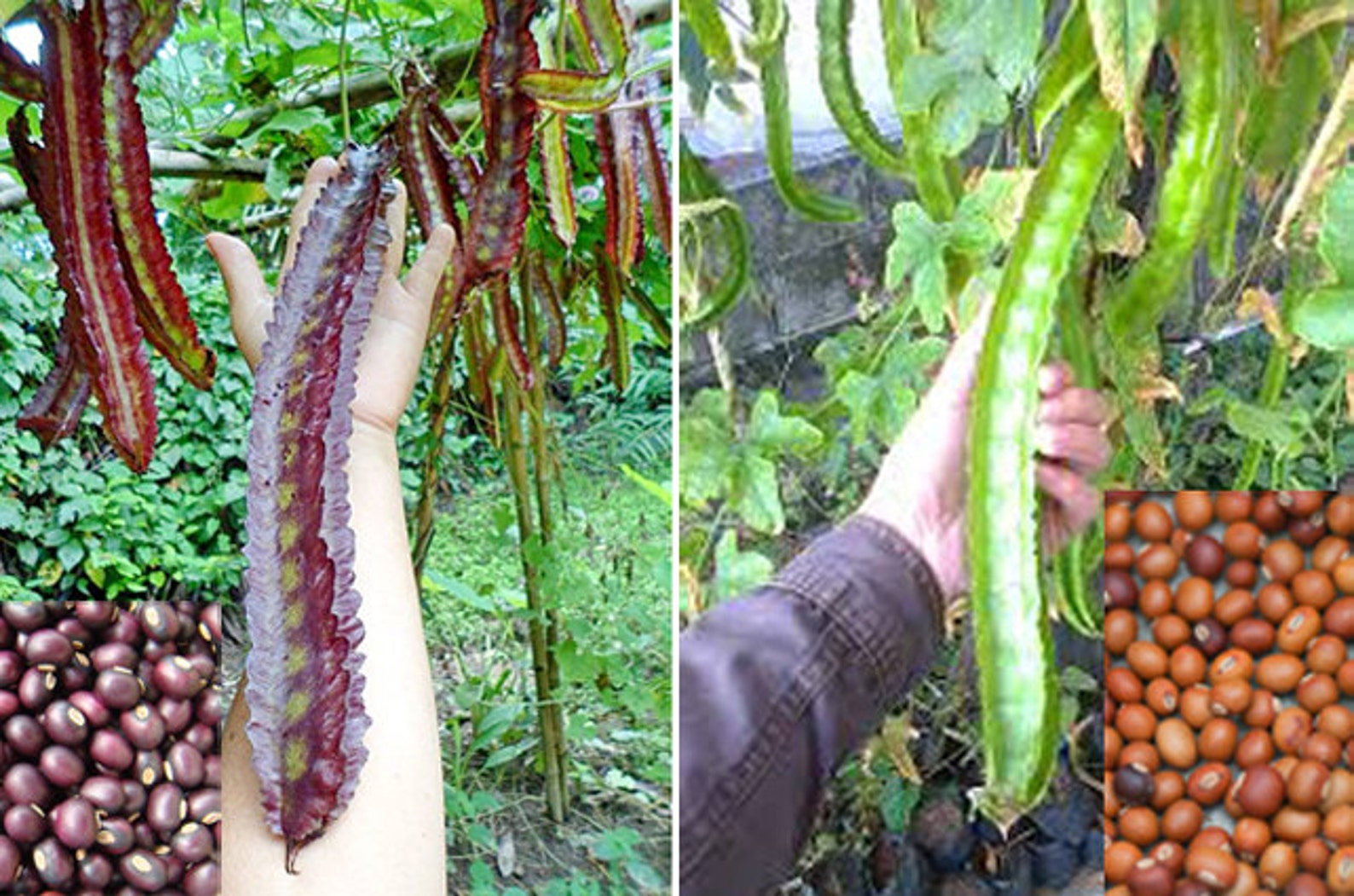 Крылатая Фасоль Семена Купить