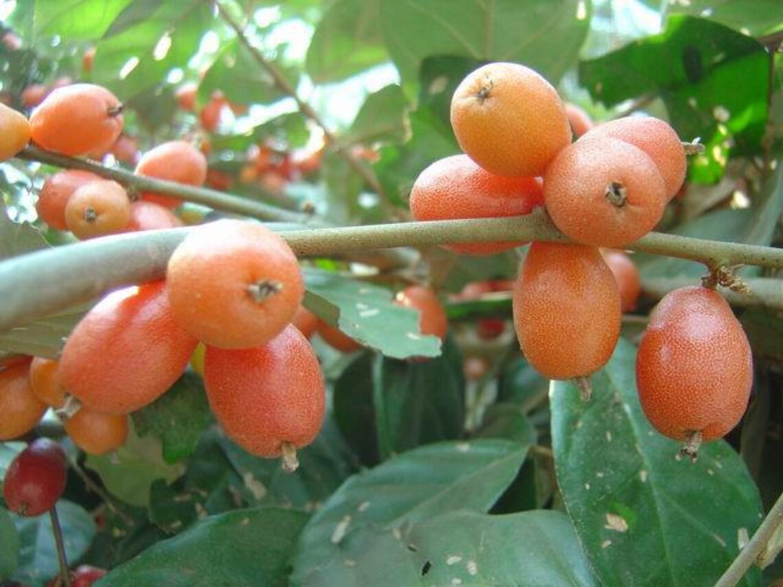 Bastard Oleaster Seeds Elaeagnus latifolia Linn Fresh Etsy