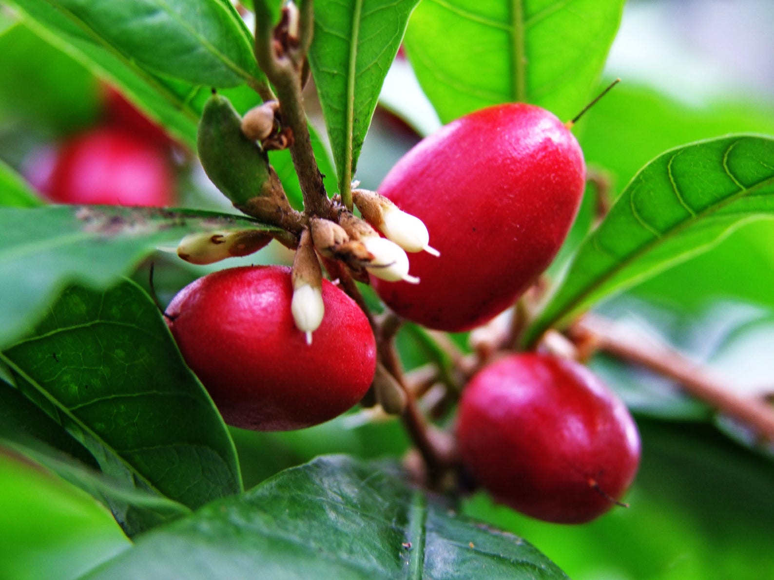 RARE Miracle Fruit Seeds Miracle Berry Synsepalum Etsy