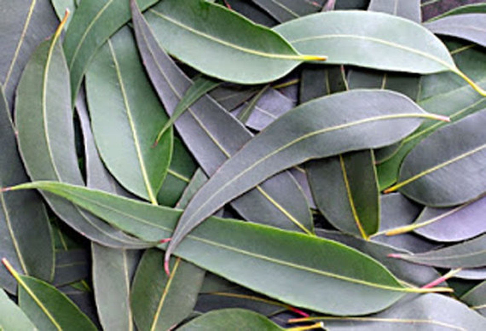 Organic Eucalyptus Globulus Whole Leaves Pieces Fine Etsy