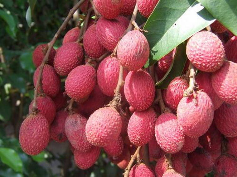 FRESH 2021 Lychee/Lichee Seeds Litchi chinensis Organic Etsy