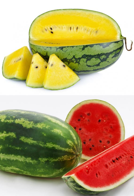 Exotic Yellow or Red Watermelon Fruit Seeds 10 100 Fresh Etsy
