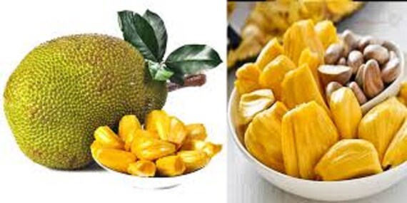 2022 Jackfruit Seeds, Fresh Heirloom Organic Exotic Tropical Fruit, The Biggest Fruit in the World, Deseed to order Ship in damp paper towel