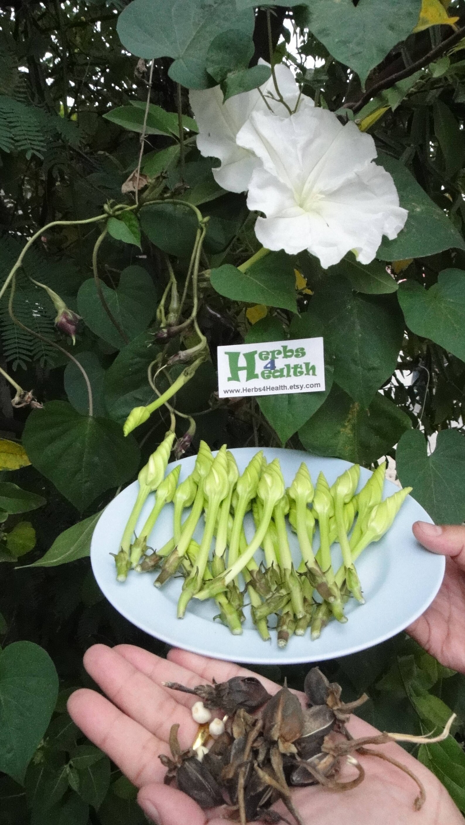 Heirloom Moonflower Seeds Ipomoea Alba/tropical White Etsy