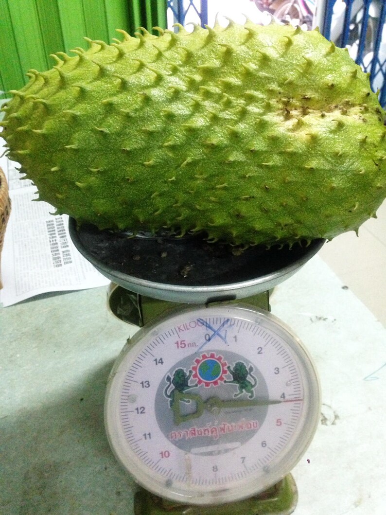 Fresh Organic RARE Exotic Soursop 5 100 Seeds Annona Etsy Australia