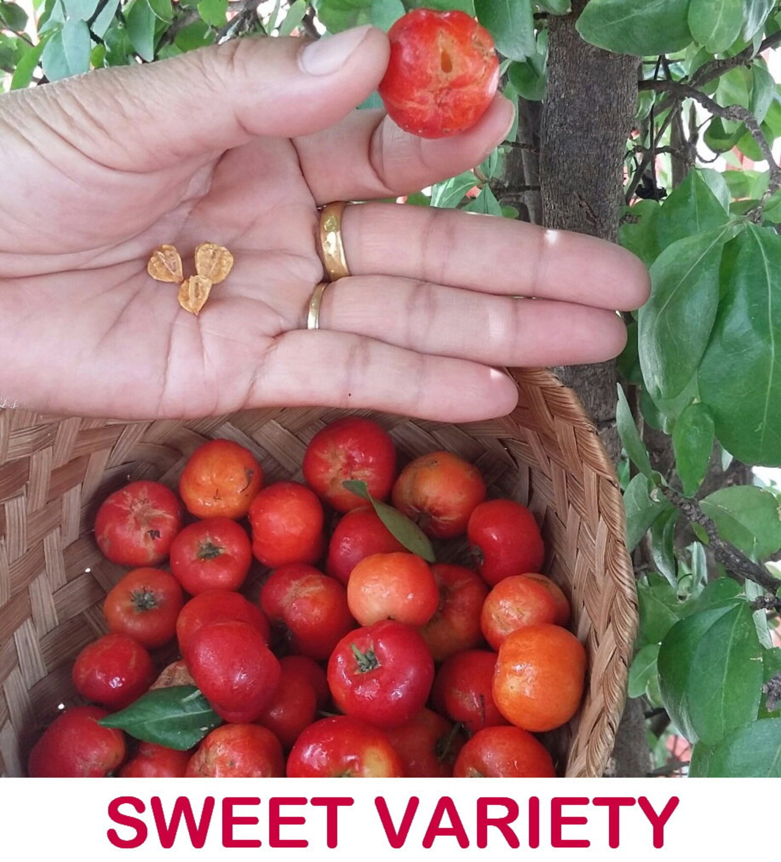 Sweet Or Sour Acerola Cherry Barbados Cherry West Indian Etsy