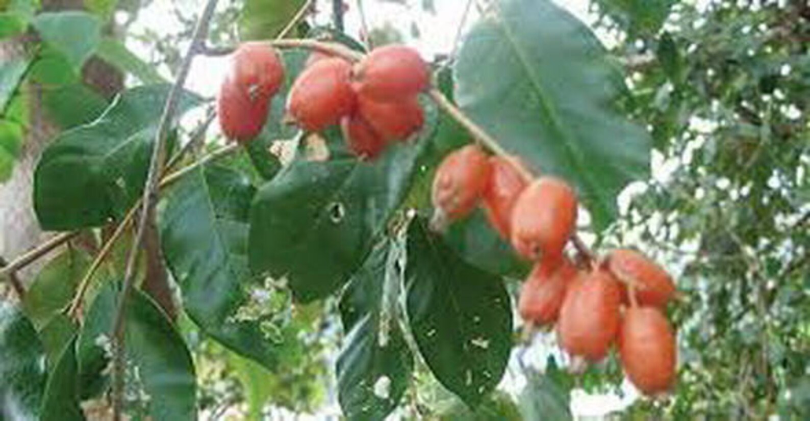 Bastard Oleaster Seeds Elaeagnus latifolia Linn Fresh Etsy