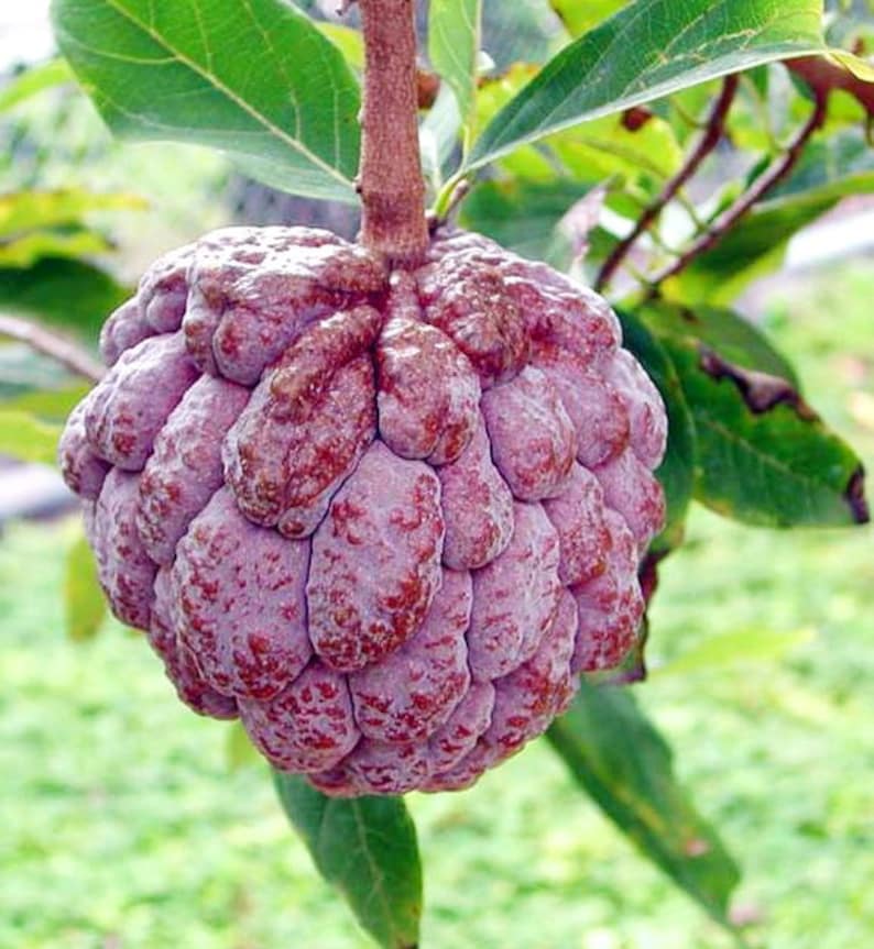 Heirloom Rare Green/Mix Sugar Apple Seeds Vla Etsy