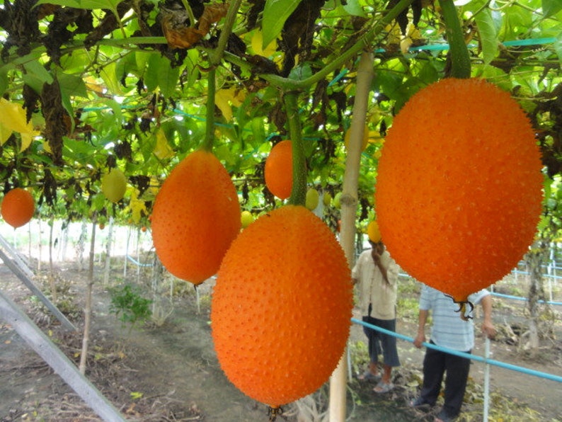 Heirloom Gac Fruit SeedsCochinchin Gourd Exotic Fresh Etsy