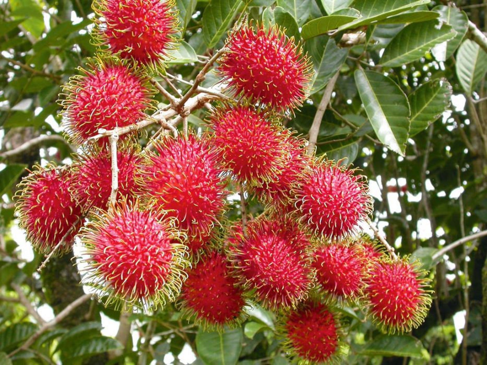 2021 Fresh Organic Exotic Rambutan Tropical Fruit Seeds Etsy
