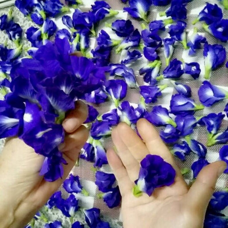 Dried Blue Butterfly Pea Flowers Magical Colorchanging Etsy Canada