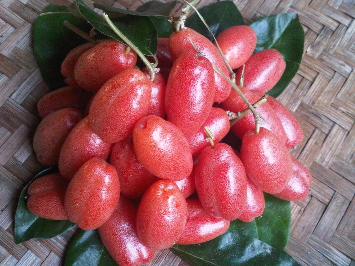 Bastard Oleaster Seeds Elaeagnus latifolia Linn Fresh Etsy