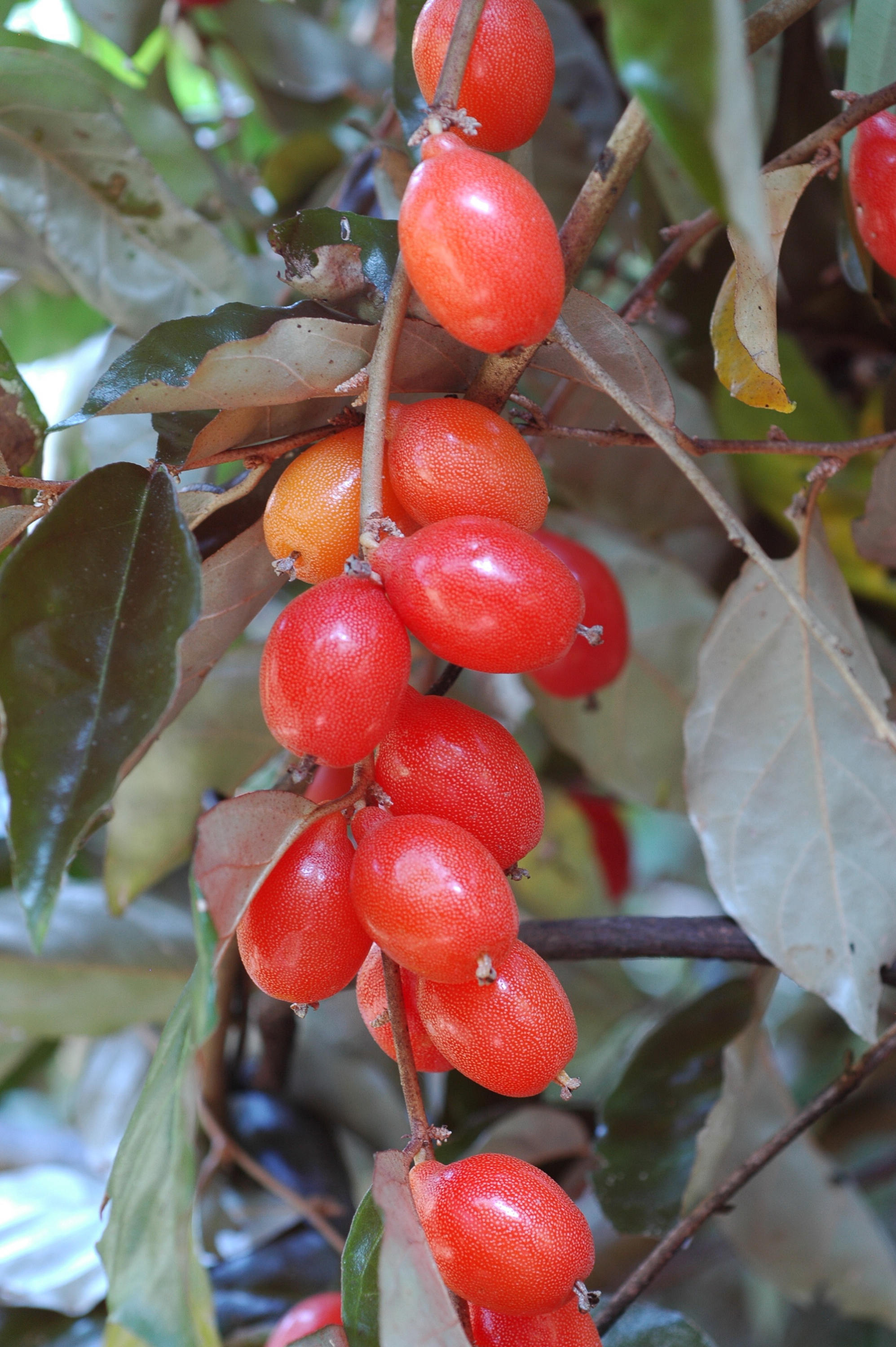 Bastard Oleaster Seeds Elaeagnus latifolia Linn Fresh Etsy