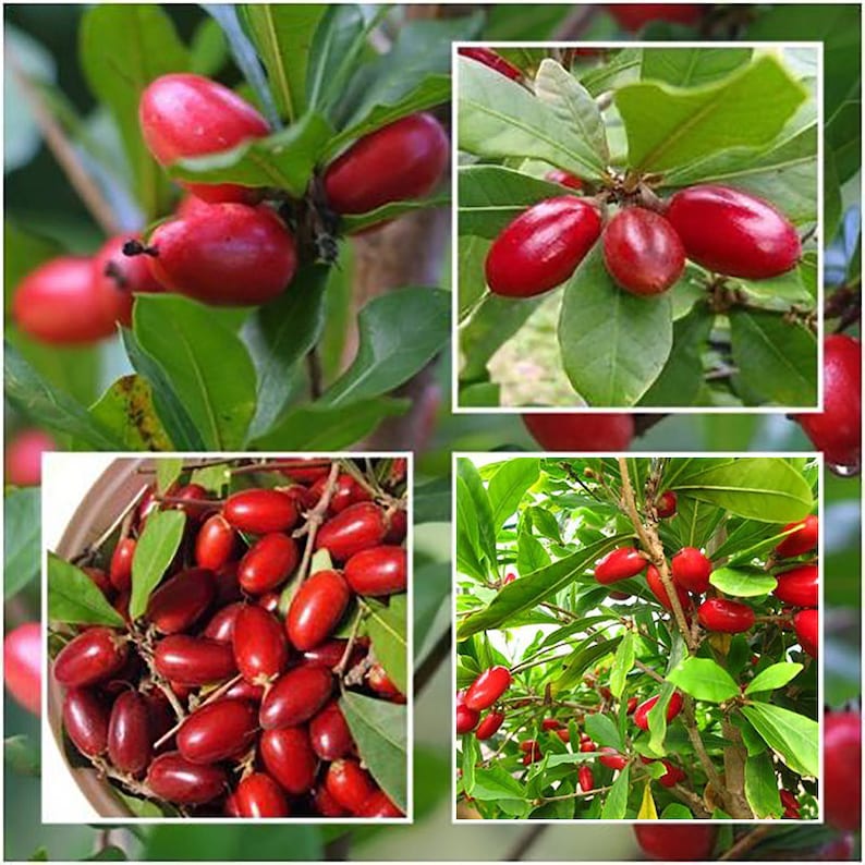 RARE Miracle Fruit Seeds Miracle Berry Synsepalum Etsy
