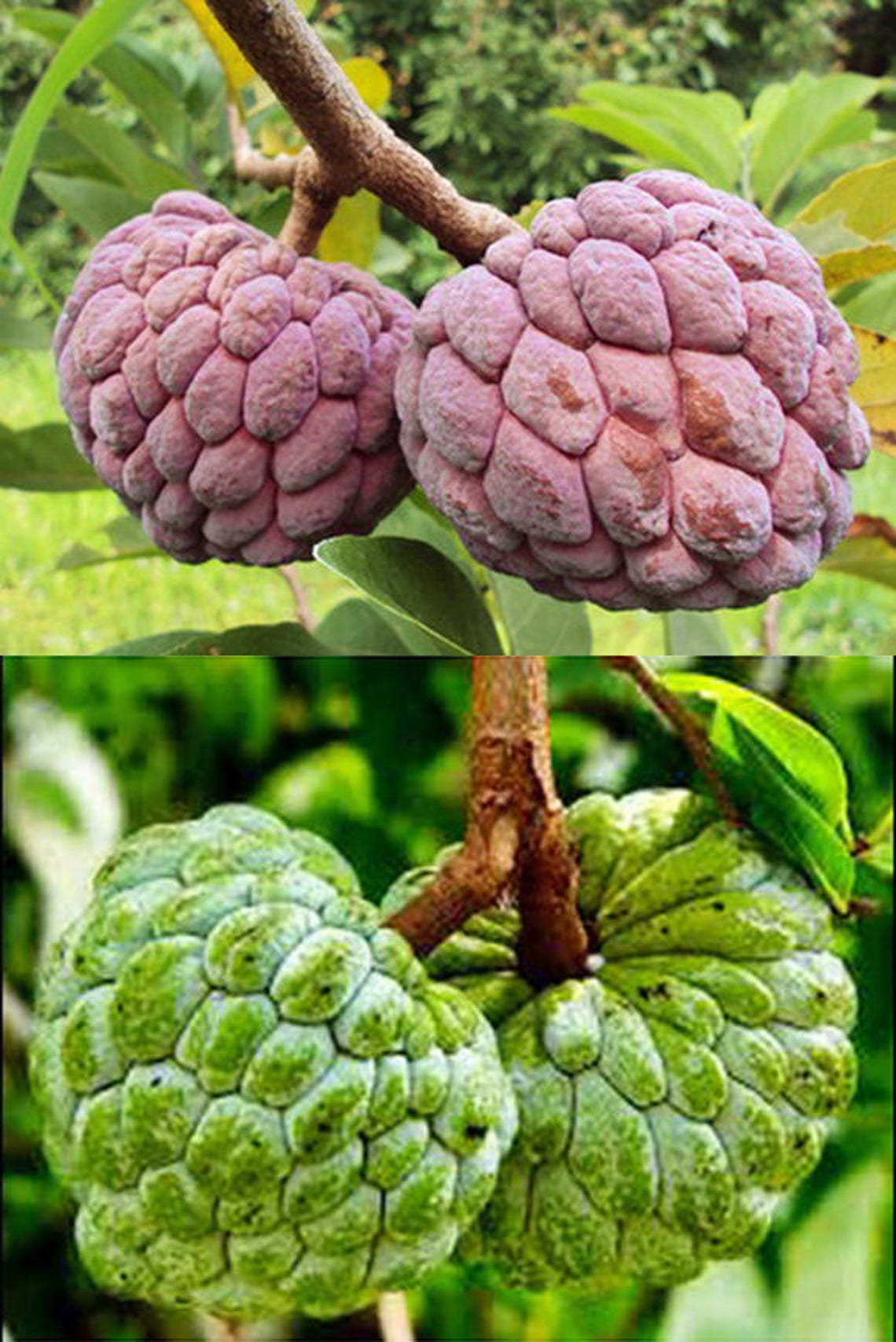 10 Heirloom Rare Green/mix Sugar Apple Seeds Etsy Australia