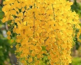 4Seed Thai Natural Pong  Plant Trees Rare Painted Gold Floral Decoration 