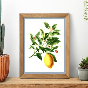 Lemon Tree Illustration, Vintage Plant Kitchen wall art.  0378