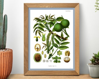 English Walnut Botanical Print Illustration Kitchen Wall Art