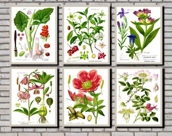 Botanische prenten, set van 6 bloemillustraties 0532