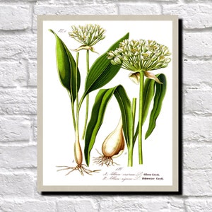 Wild Garlic, Black Garlic Illustration, Botanical Print, Kitchen Wall Art   0504