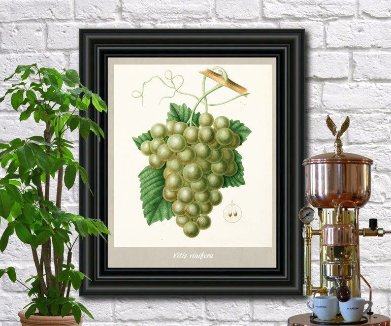Grapes botanical Plant illustration Kitchen wall art Edouard Maubert 0371