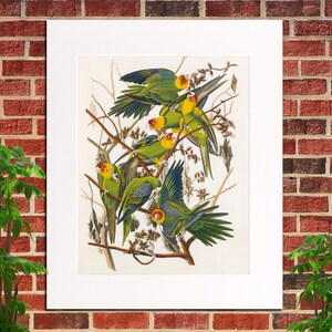 Carolina Parrot Print Birds Poster Wildlife Art Vintage Carolina Parrot Illustration Ornithology Fine Art Print  J.J Audubon  0406