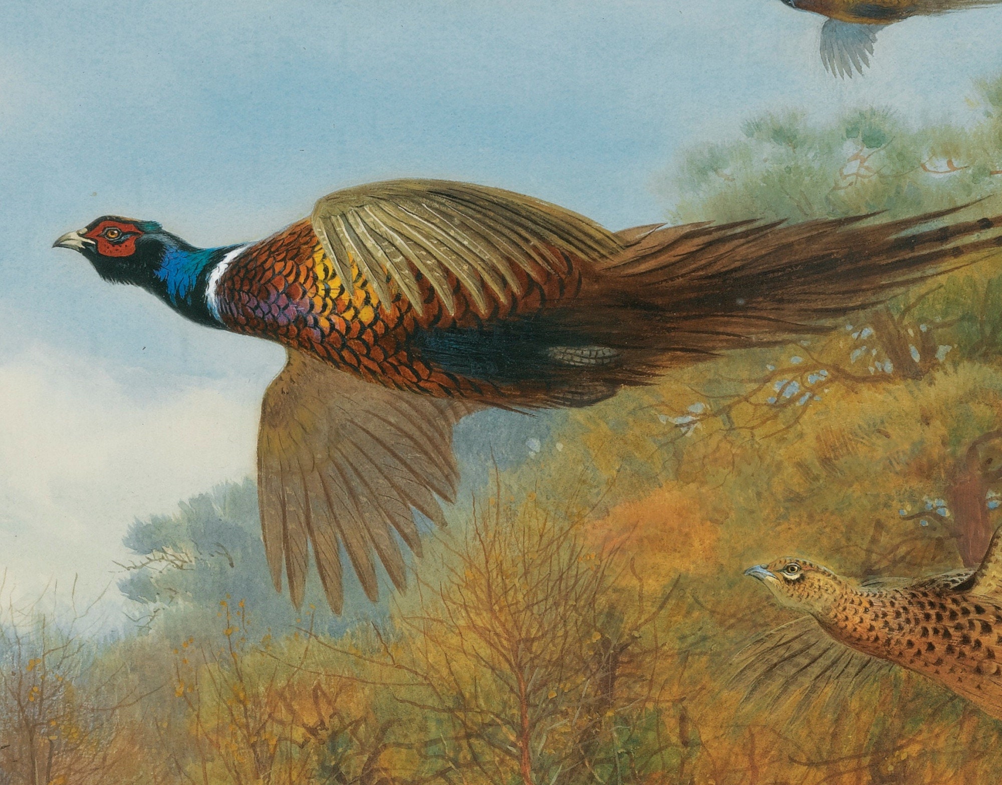 Pheasant In Flight Archibald Thorburn Birds Print Etsy UK Pheasant In Flight Archibald Thorburn Birds Print Etsy UK