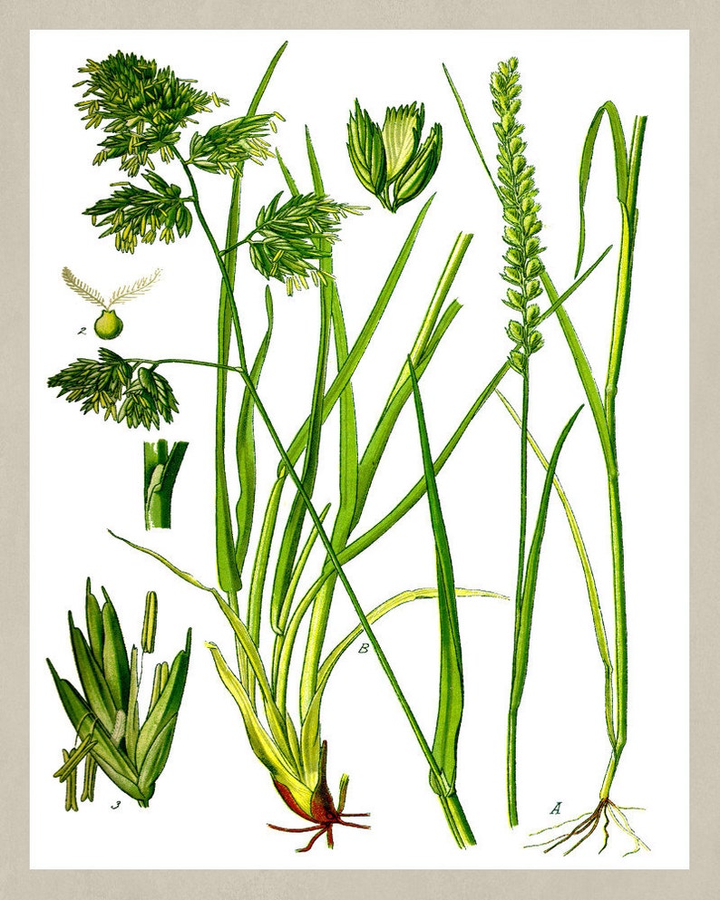 Cat Grass Kitchen Wall Art 0512 Cock/'s Foot Botanical Plant Illustration Poster