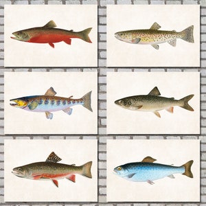 Trout Prints Set 6, Fly Fishing Posters