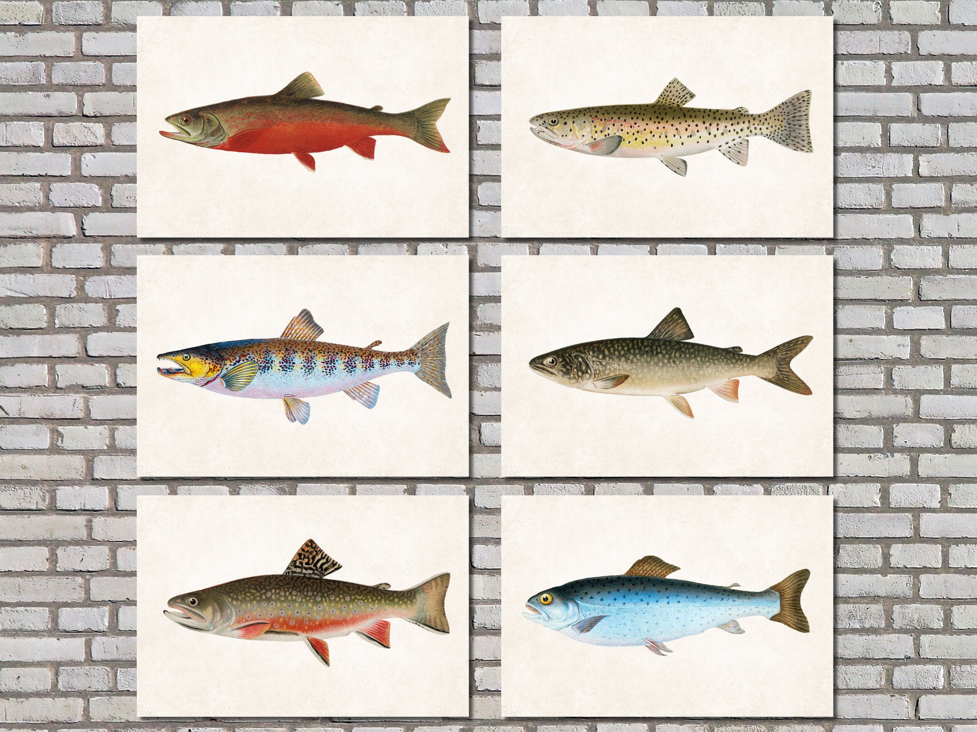Fly Fishing Rainbow Trout Action Premium Art Poster Print - Eurographics  Inc. – Sports Poster Warehouse
