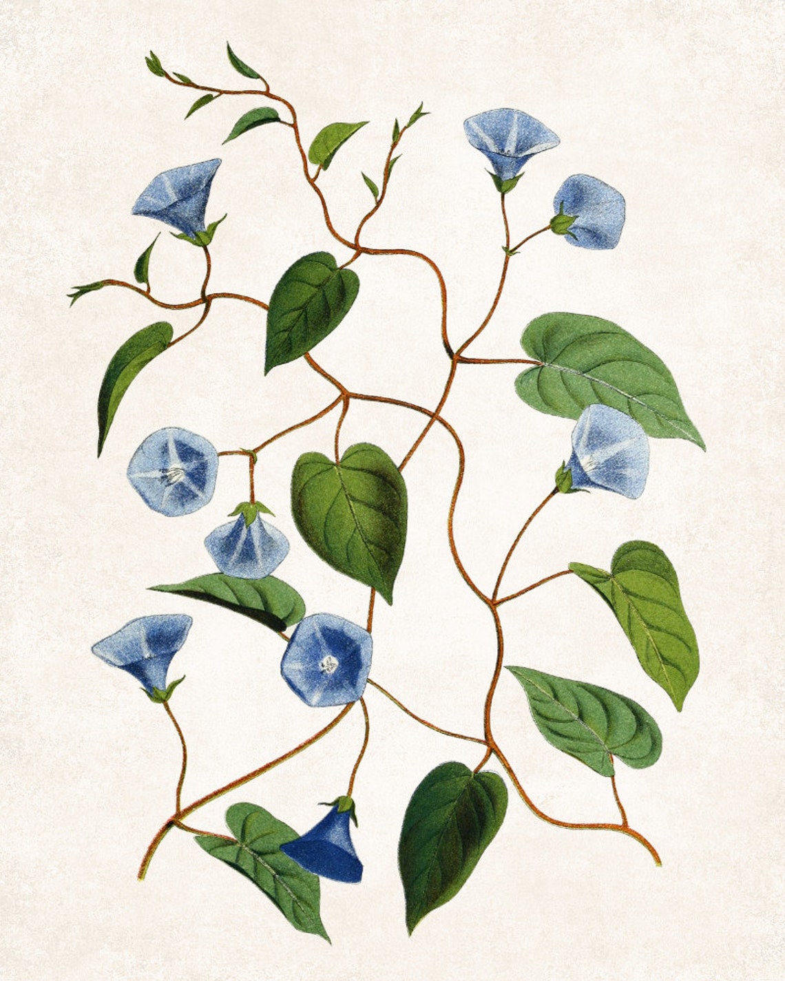 Blue Flower Prints Botanical Art Set of 6 Posters Etsy