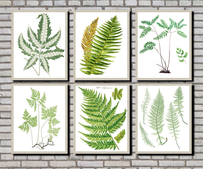 botanik poster vintage