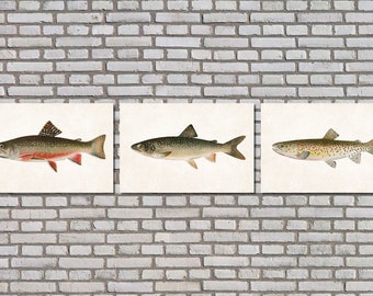 Vintage Trout Prints Set 3 Fly Fishing Posters