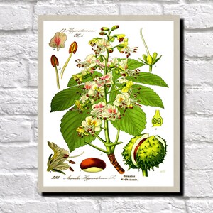 Horse Chestnut Illustration, Botanical Print  0502