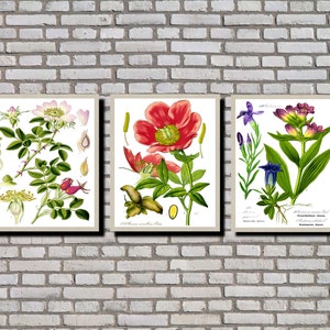 Botanical Prints, Set of 3 Vintage Flower Illustrations  0531