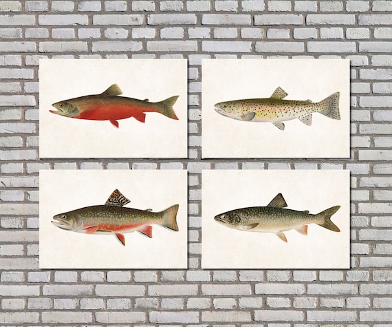 BROWN TROUT Fly Fishing Art Print Picture Present For Trout Angler Fisherman