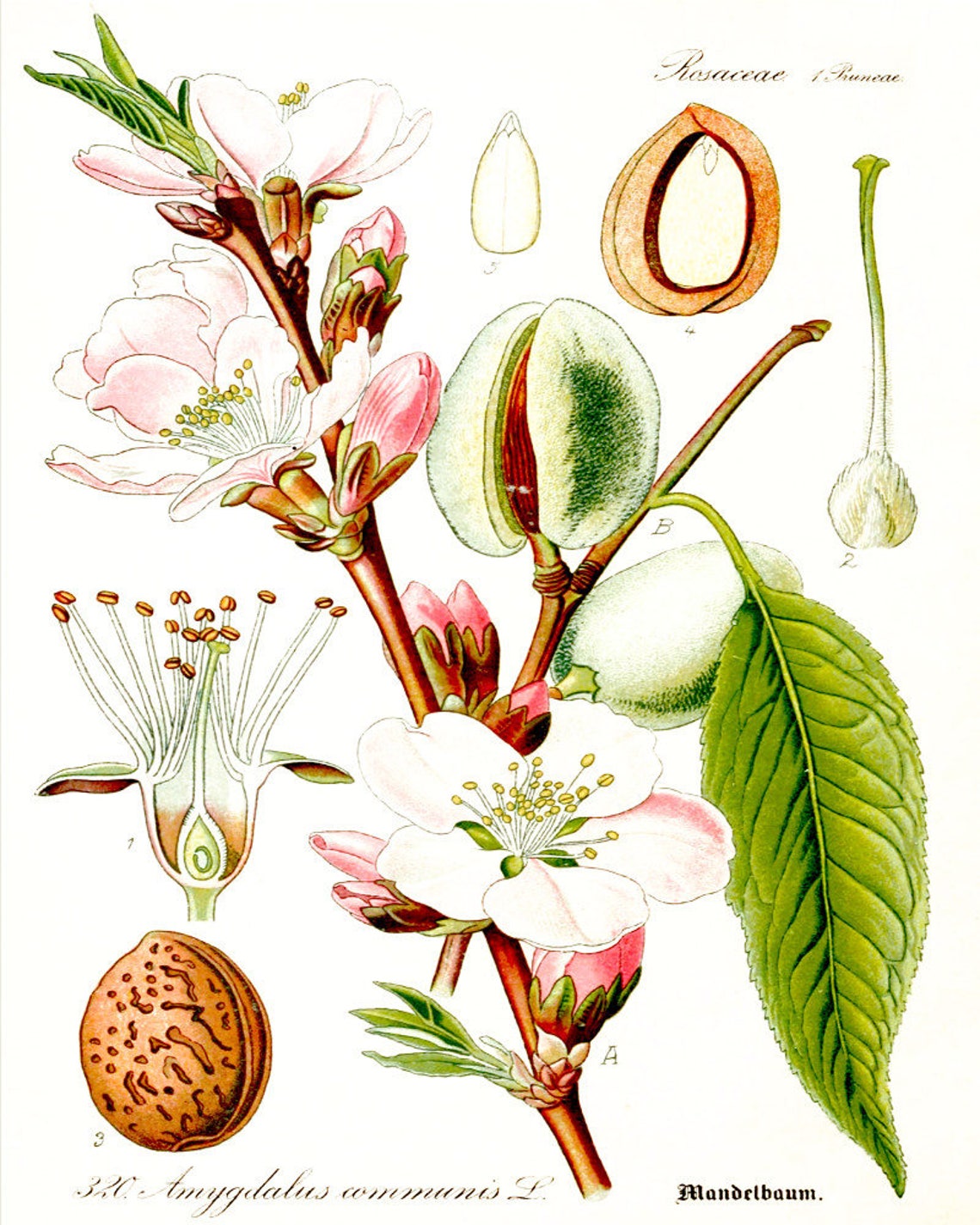 Almond Botanical Print Plant illustration 0357 Etsy