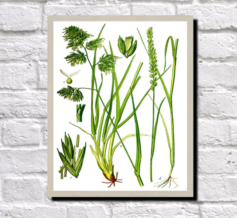 Cat Grass Kitchen Wall Art 0512 Cock/'s Foot Botanical Plant Illustration Poster