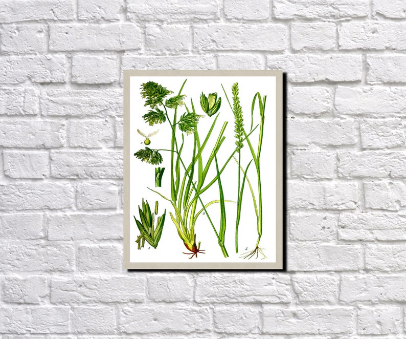 Cat Grass Kitchen Wall Art 0512 Cock/'s Foot Botanical Plant Illustration Poster