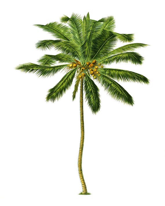 Coconut Palm Tree Botanical Print Vintage Plant Etsy