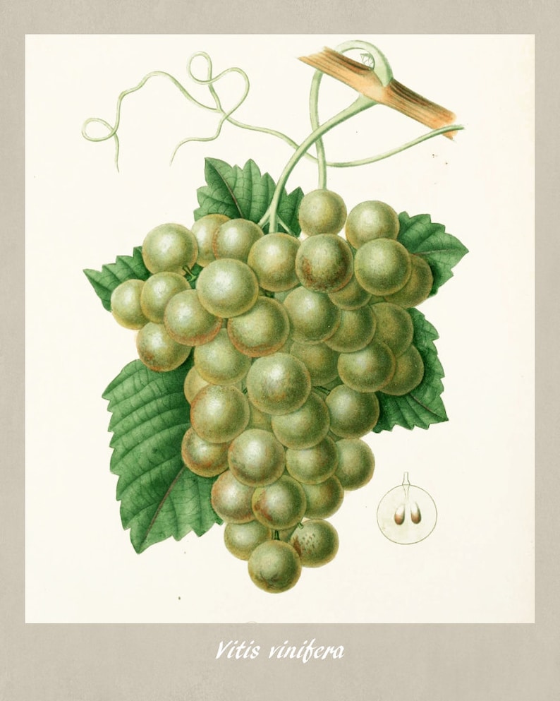 Grapes botanical Plant illustration Kitchen wall art Edouard Maubert 0371